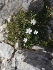 Heliosperma pusillum