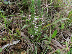 Erica paniculata