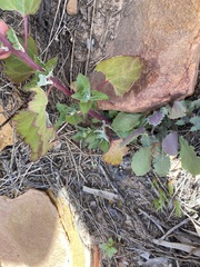 Chenopodiastrum murale