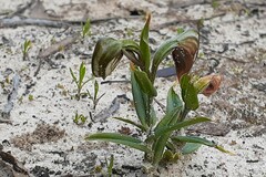 Pterostylis sanguinea