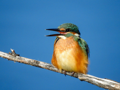 Alcedo atthis