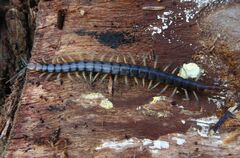 Cormocephalus