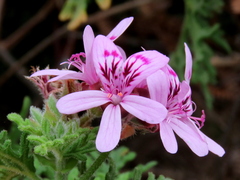 Pelargonium radens
