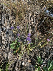 Veronica spicata