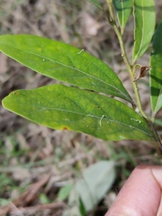 Cryptocarya triplinervis