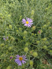 Dieteria canescens