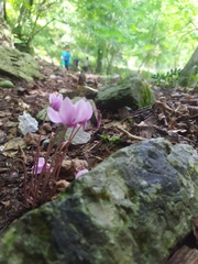 Cyclamen hederifolium