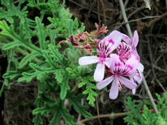 Pelargonium radens
