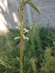 Oenothera curtiflora