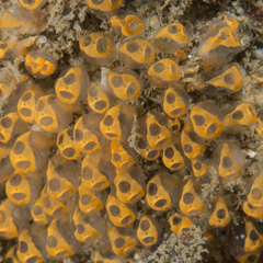 Clavelinidae