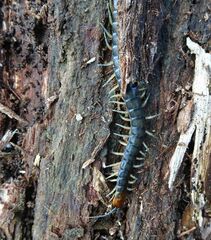 Cormocephalus