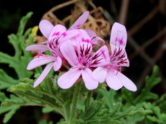 Pelargonium radens