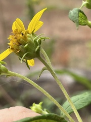 Helianthus microcephalus