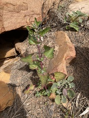 Chenopodiastrum murale