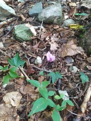 Cyclamen hederifolium