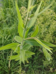 Oenothera curtiflora