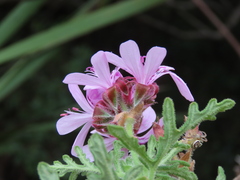 Pelargonium radens