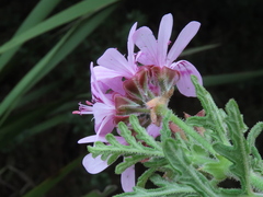 Pelargonium radens