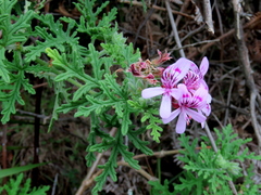 Pelargonium radens
