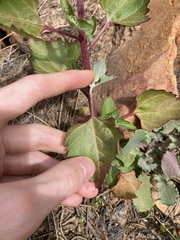 Chenopodiastrum murale