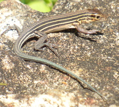 Aspidoscelis sexlineatus