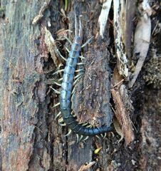 Cormocephalus