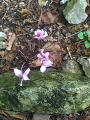 Cyclamen hederifolium
