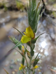 Philydrum lanuginosum