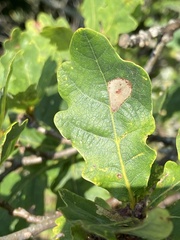 Phyllonorycter messaniella