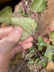 Chenopodiastrum murale
