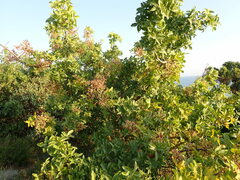 Pistacia atlantica mutica