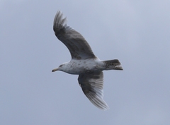 Larus hyperboreus