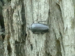 Prionus coriarius