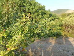 Pistacia atlantica mutica