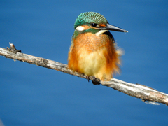 Alcedo atthis