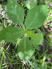 Euphorbia heterophylla