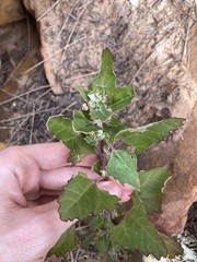 Chenopodiastrum murale