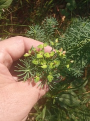 Euphorbia cyparissias