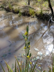 Philydrum lanuginosum