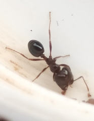 Trichomyrmex glaber