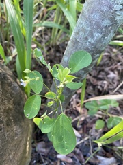 Oxalis barrelieri