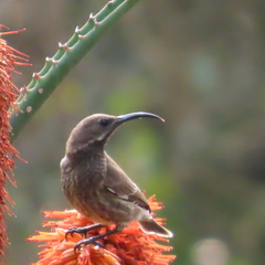 Chalcomitra senegalensis