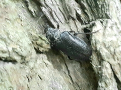 Prionus coriarius