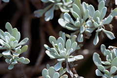 Crossostephium chinense