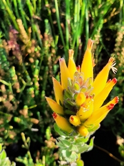 Mimetes pauciflorus
