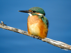 Alcedo atthis