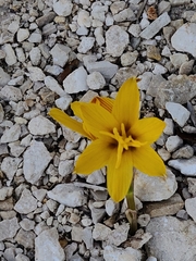 Zephyranthes tubispatha