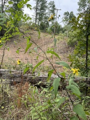 Helianthus microcephalus