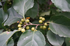 Celastrus orbiculatus