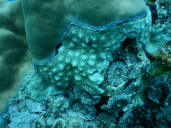 Bryozoa